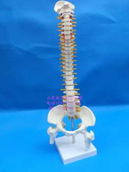 ľudské kostry modelu 45 cm chrbtice model chrbtice stavcov chrbtice model